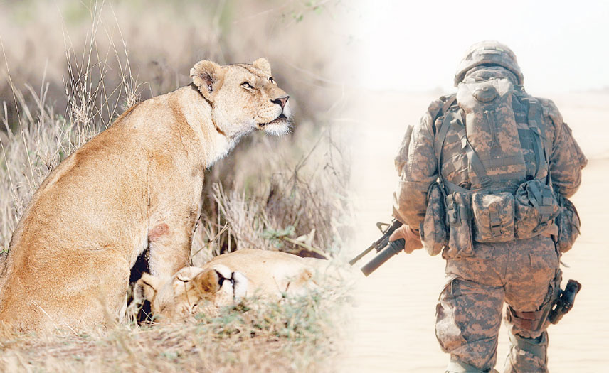 Wild animals are sensitive to the effects of war - Read Qatar Tribune on  the go for unrivalled news coverage